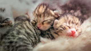 Newborn kittens lying down together